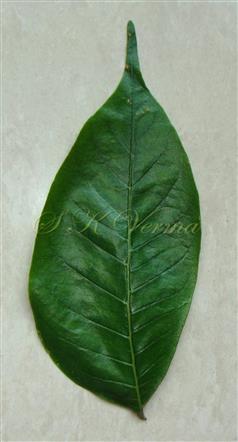  Leaflet (Adaxial view)